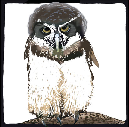Mexican Spectacled Owl